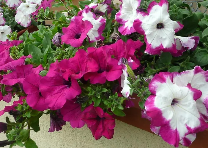 La Luna インプルネータ