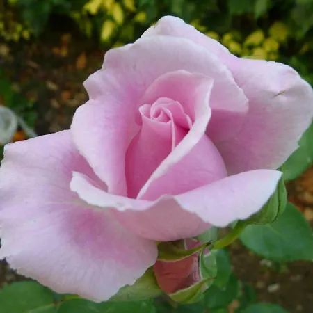 La Luna Nocleg ze śniadaniem